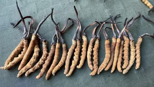 【那曲干虫草】品质之选， 产自神秘而纯净的那曲地区，这里高海拔、无污染的环境，赋予了虫草卓越的品质。   每一根那曲干虫草都体型饱满，色泽金黄。它富含多种营养成分，是滋补养生的佳品。 商品图3