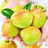 【分仓直发包邮】库尔勒香梨5斤精品果（单果100-120克） 商品缩略图1