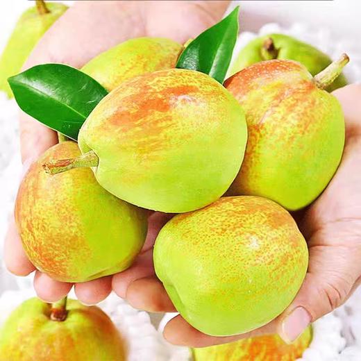 【分仓直发包邮】库尔勒香梨5斤精品果（单果100-120克） 商品图1