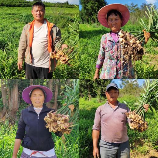 助力云南高山小黄姜，辛辣香，姜汁饱满，姜味浓郁，除寒黄姜，高原深山农家肥种植 商品图0