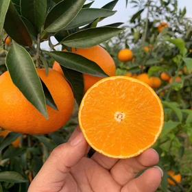 【分仓直发包邮】爱媛果冻橙5斤大果（12个以内）