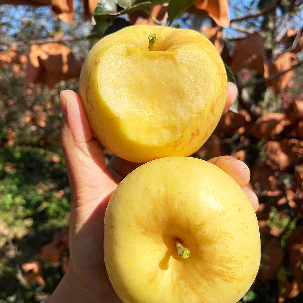 『维纳斯黄金苹果』带有标志性的锈斑，纯甜无酸，鲜脆清香
