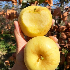 『维纳斯黄金苹果』带有标志性的锈斑，纯甜无酸，鲜脆清香