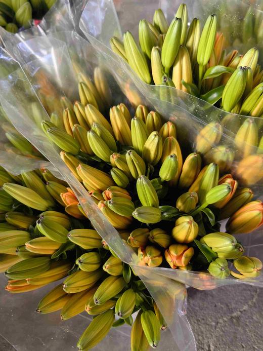 金百合橙色梦想百合5支 商品图8