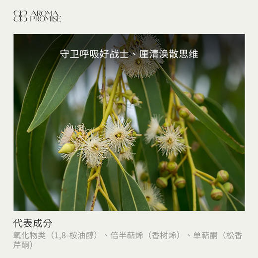 蓝胶尤加利精油10ml 澳洲原产 顺畅呼吸 呼吸道保卫 净化空气 商品图1