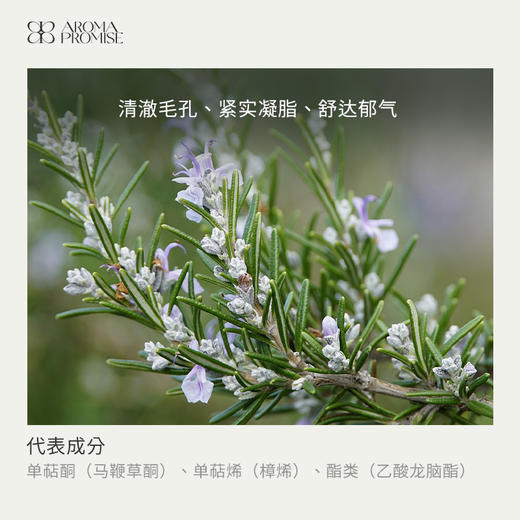 马鞭草酮迷迭香精油10ml 清透略带甜味 帮助记忆和提升专注力 商品图1