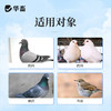 华畜鸽用电解质鸟用多维葡萄糖鹦鹉鸽子营养补钙新鸟用品画眉 商品缩略图4