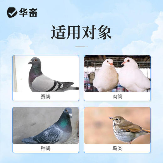 华畜鸽用电解质鸟用多维葡萄糖鹦鹉鸽子营养补钙新鸟用品画眉 商品图4