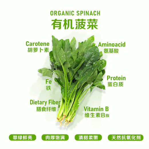 暖壹有机菠菜 商品图0