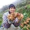 助力云南高山小黄姜，辛辣香，姜汁饱满，姜味浓郁，除寒黄姜，高原深山农家肥种植 商品缩略图1