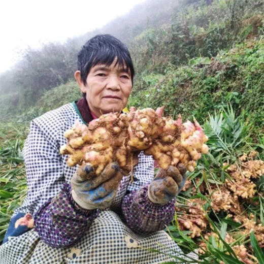 助力云南高山小黄姜，辛辣香，姜汁饱满，姜味浓郁，除寒黄姜，高原深山农家肥种植 商品图1