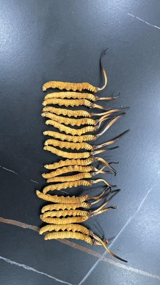 【那曲干虫草】品质之选， 产自神秘而纯净的那曲地区，这里高海拔、无污染的环境，赋予了虫草卓越的品质。   每一根那曲干虫草都体型饱满，色泽金黄。它富含多种营养成分，是滋补养生的佳品。 商品图1