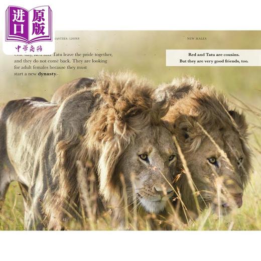 预售 【中商原版】企鹅阅读分级指导1级 王朝 狮子 Penguin Readers Level 1 Dynasties Lions (ELT Graded Reader) 英文原版进口 商品图3