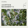 马鞭草酮迷迭香精油10ml 清透略带甜味 帮助记忆和提升专注力 商品缩略图5