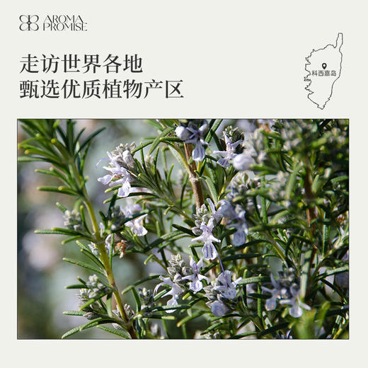 马鞭草酮迷迭香精油10ml 清透略带甜味 帮助记忆和提升专注力 商品图5