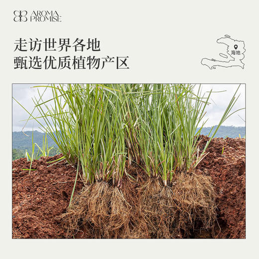 岩兰草精油10ml香甜浓郁带土壤气息的木香味 促进深度睡眠 商品图5