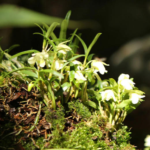 九仙尊 霍山石斛（米斛）花 商品图1