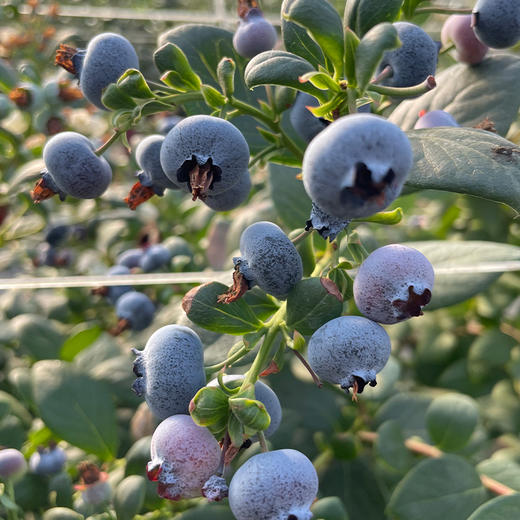 【 顺丰空运】云南新鲜蓝莓 L25蓝莓 鲜嫩爆浆 4盒/6盒 商品图5