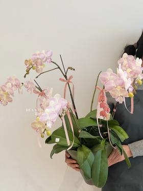蝶舞翩翩 · 蝴蝶兰盆栽