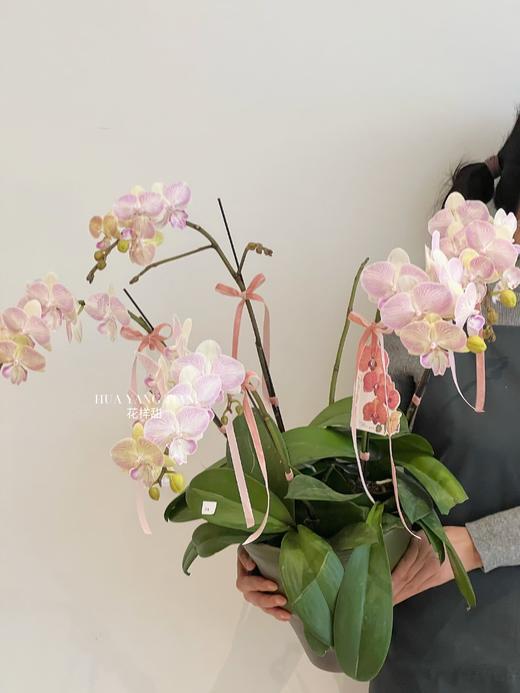 蝶舞翩翩 · 蝴蝶兰盆栽 商品图0