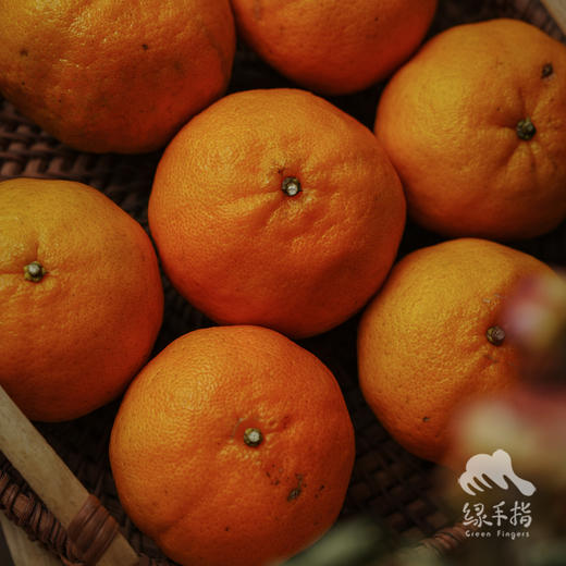 生态芦柑（极兔快递）| 合作生产*Ecological orange | Partner Production 商品图3