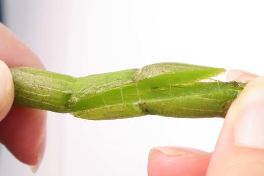 云南新鲜铁皮石斛鲜条 甄选5年以上的铁皮石斛  滋阴清热 煲汤泡水 500g 商品图1