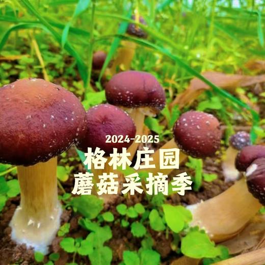 128元/人（大小同价）！格林庄园·蘑菇采摘季来啦！格林庄园吃玩一天！生态汤锅+采蘑菇、抓鸡捡蛋、植物寻宝、农业科普、拓印、非遗投壶、手工自制红薯饼！1米以下免票！周末、元旦、寒假通用 商品图1