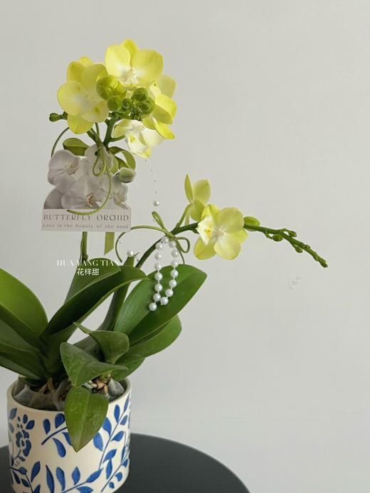 盼你欢喜 · 蝴蝶兰盆栽 商品图1