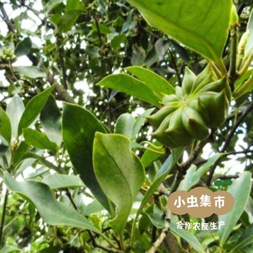 生态八角 80g/罐 | 合作农友生产，来自云南红河哈尼族彝族自治区，生产者：王佳俊 ＆【公平贸易农人定价】 商品图7