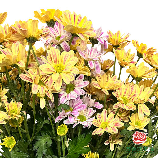 市场小菊-奶油斑纹 10枝一扎 商品图1