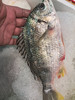 黄脚腊，也叫(潮汕俗称)胶辣鱼、黄鳍鲷、赤翅、黄立鱼，腊鱼，黄腊，立鱼。世界上z好吃的鱼！
一条6两左右，一箱3条 商品缩略图2