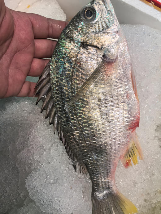 黄脚腊，也叫(潮汕俗称)胶辣鱼、黄鳍鲷、赤翅、黄立鱼，腊鱼，黄腊，立鱼。世界上z好吃的鱼！
一条6两左右，一箱3条 商品图2