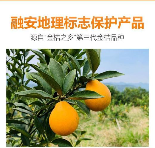 【脆蜜金柑金桔】金橘 不使用任何甜蜜素，不抛光，不打蜡，很原生态的环境，带皮放心，甜度高！皮肉同吃！口感惊艳！超级化渣！CC 商品图4