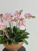 美好如期而至 · 蝴蝶兰盆栽 商品缩略图2