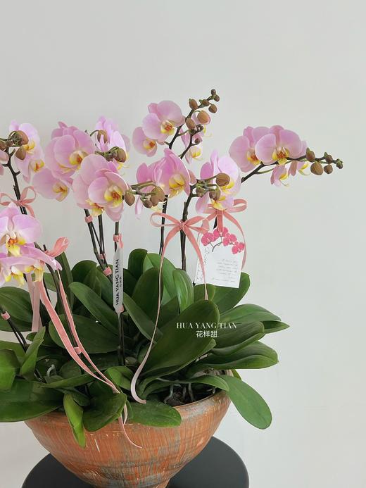 美好如期而至 · 蝴蝶兰盆栽 商品图2