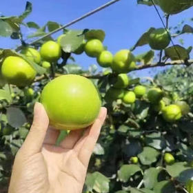 春雪蜜枣🍃青苹果的造型 梨子的口感 但它是枣呀 清新的甜味 非常好吃😋 脆甜可口 甜蜜多汁 适合饭前饭后来一个 解渴又清爽[转圈]