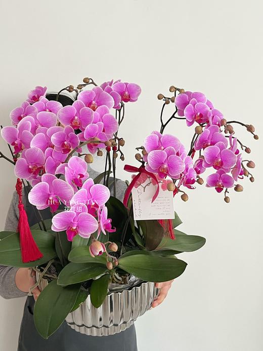 前程万里 · 蝴蝶兰盆栽 商品图1