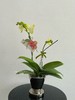 吉星高照 · 蝴蝶兰盆栽 商品缩略图1