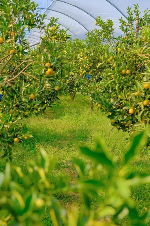 广西融安  脆蜜金柑 商品图4