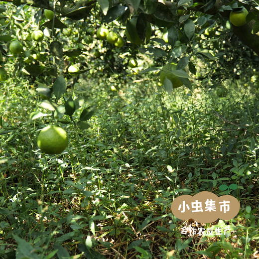 眉山生态爱媛果冻橙 5斤/8.5斤 | 合作农友生产，产自四川眉山，生产者：胡连均 *【公平贸易农人定价】 商品图14