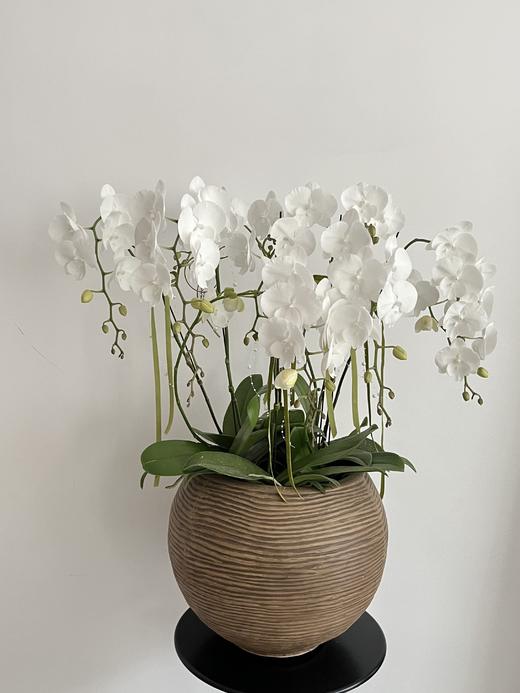 白玉含香 · 蝴蝶兰盆栽 商品图2