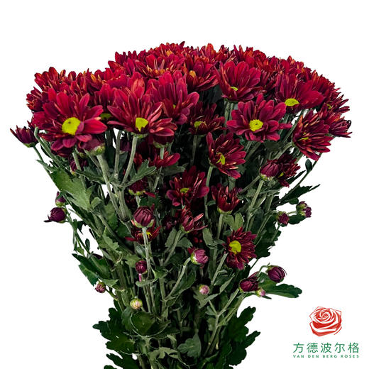 市场小菊-枫叶 10枝一扎 商品图0