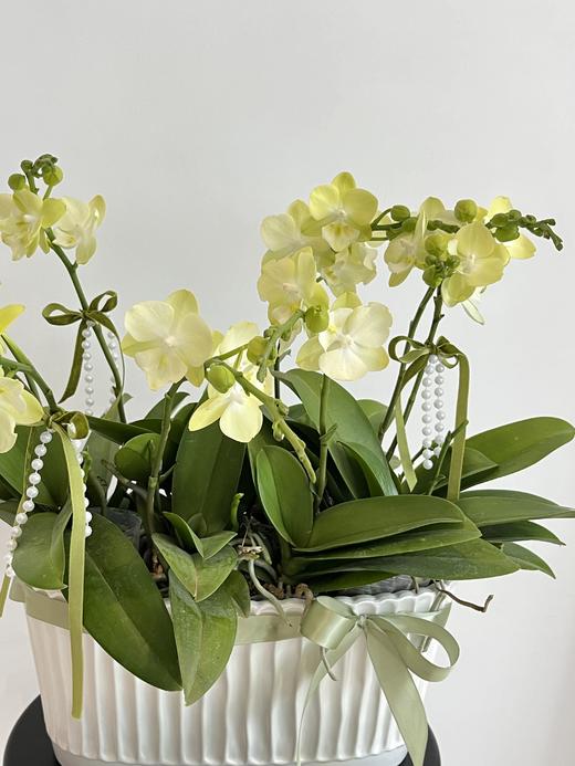 万事顺意 · 蝴蝶兰盆栽 商品图2