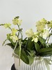万事顺意 · 蝴蝶兰盆栽 商品缩略图1