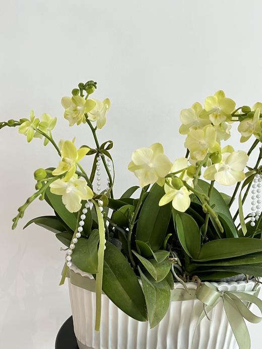 万事顺意 · 蝴蝶兰盆栽 商品图1