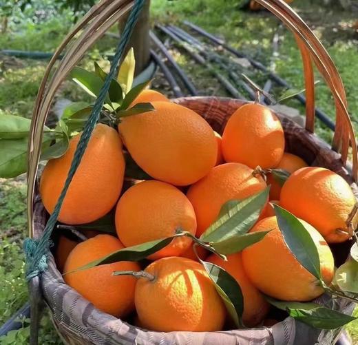 奉节脐橙 现摘现发 果味浓郁超好吃 商品图3