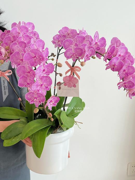 风华正茂 · 蝴蝶兰盆栽 商品图1
