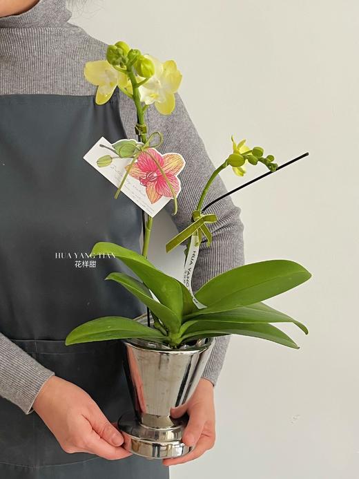 吉星高照 · 蝴蝶兰盆栽 商品图0