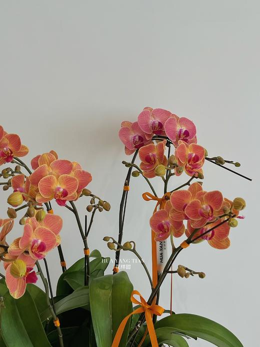 八面玲珑 · 蝴蝶兰盆栽 商品图3