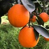 奉节脐橙 现摘现发 果味浓郁超好吃 商品缩略图2